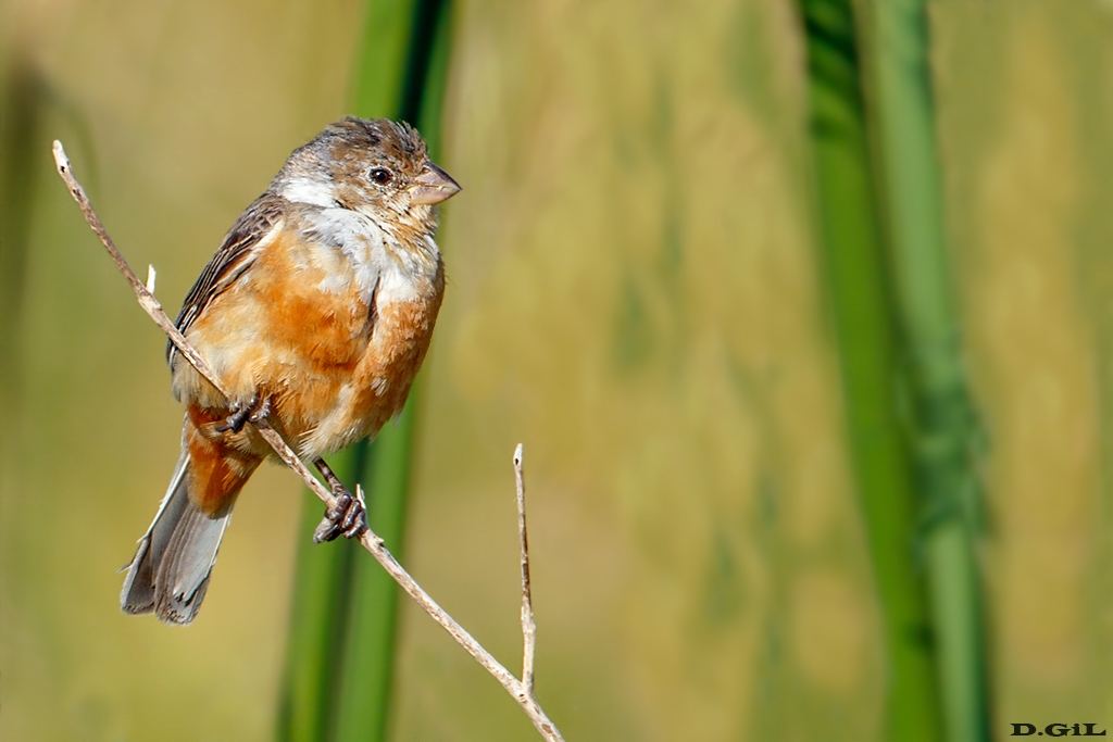 palustris2q6a9304.jpg-t copiar